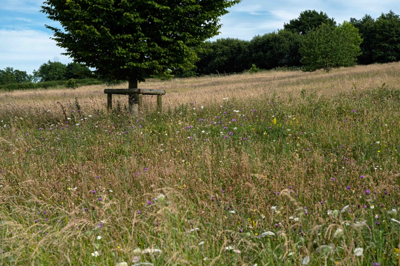 Wyke Farm